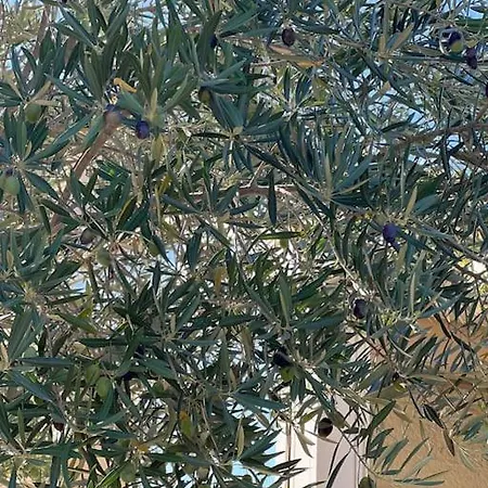 Feriehus La Maison De La Cote 4 Pers. Prest'immo