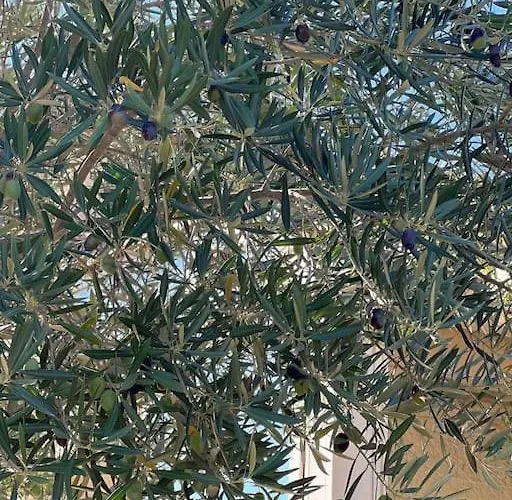 בית נופש La Maison De La Cote 4 Pers. Prest'immo